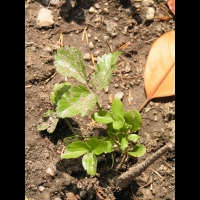 Maceron - Smyrnum olusatrum (fam. Apiacees)(01)